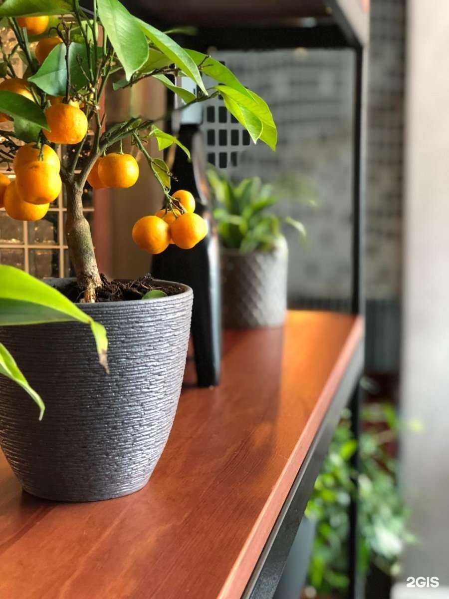 Отзывы на компанию Формула кофе в Сургуте c фото