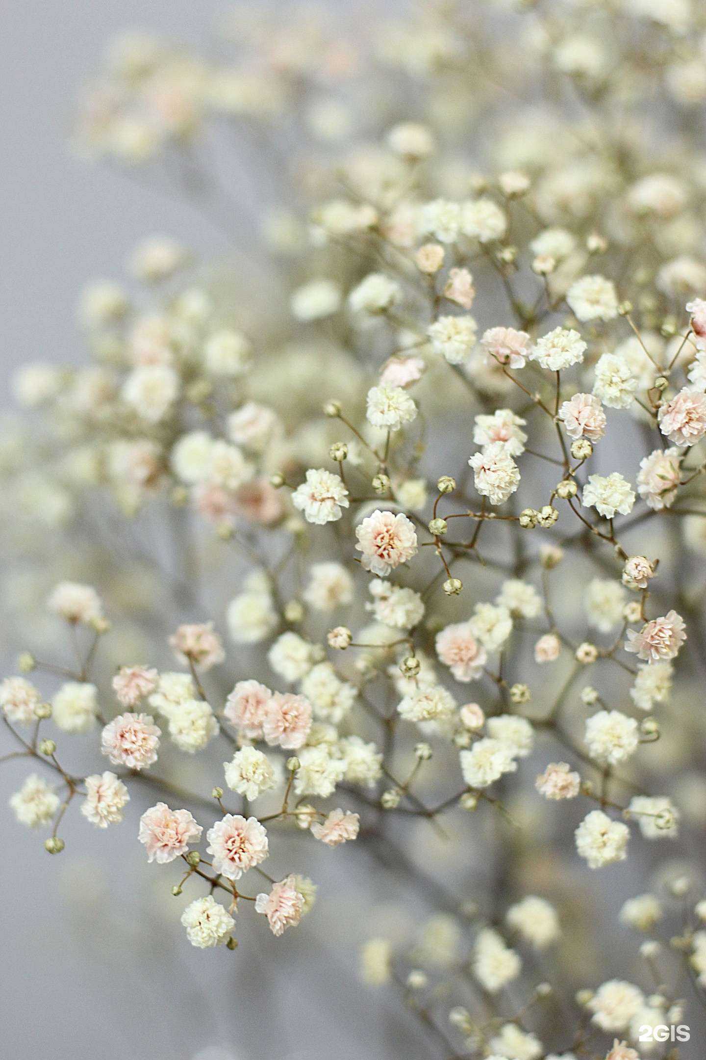 Отзывы на компанию Bloom room в Нижнем Новгороде c фото