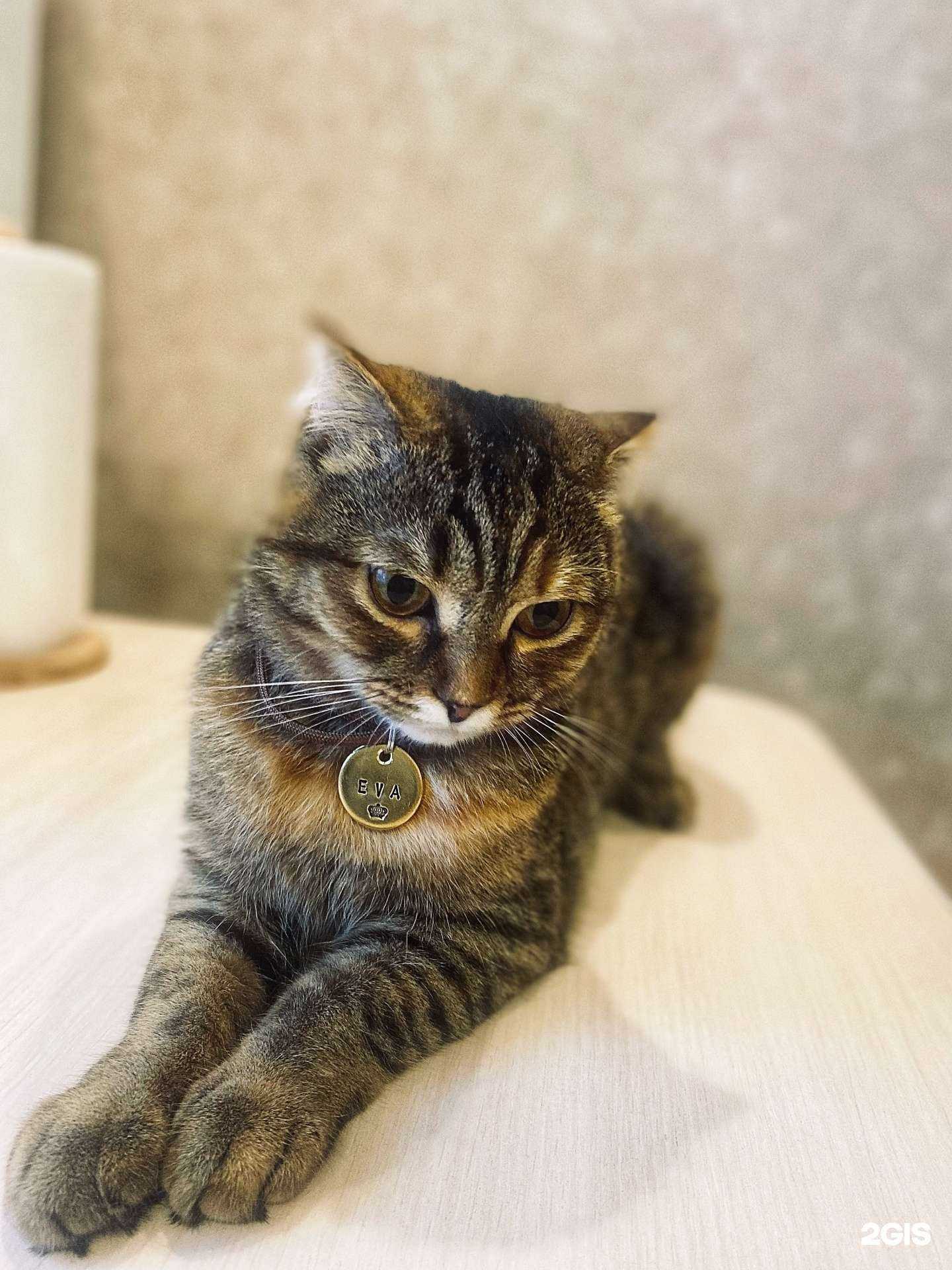 Отзывы на компанию Зоо стиляги в г. Междуреченск c фото