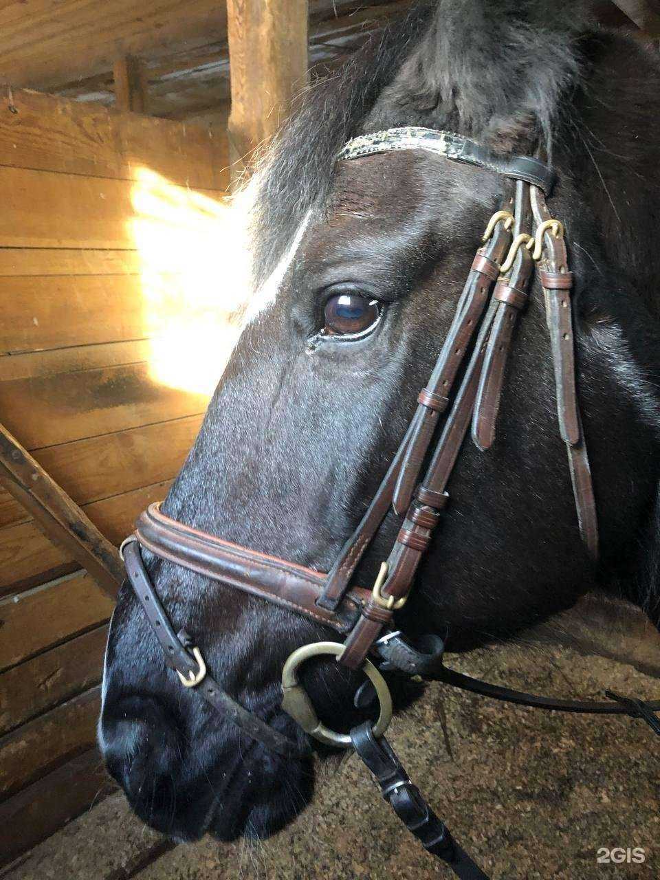 Отзывы на компанию Конноспортивный клуб Советского района в Новосибирске c фото