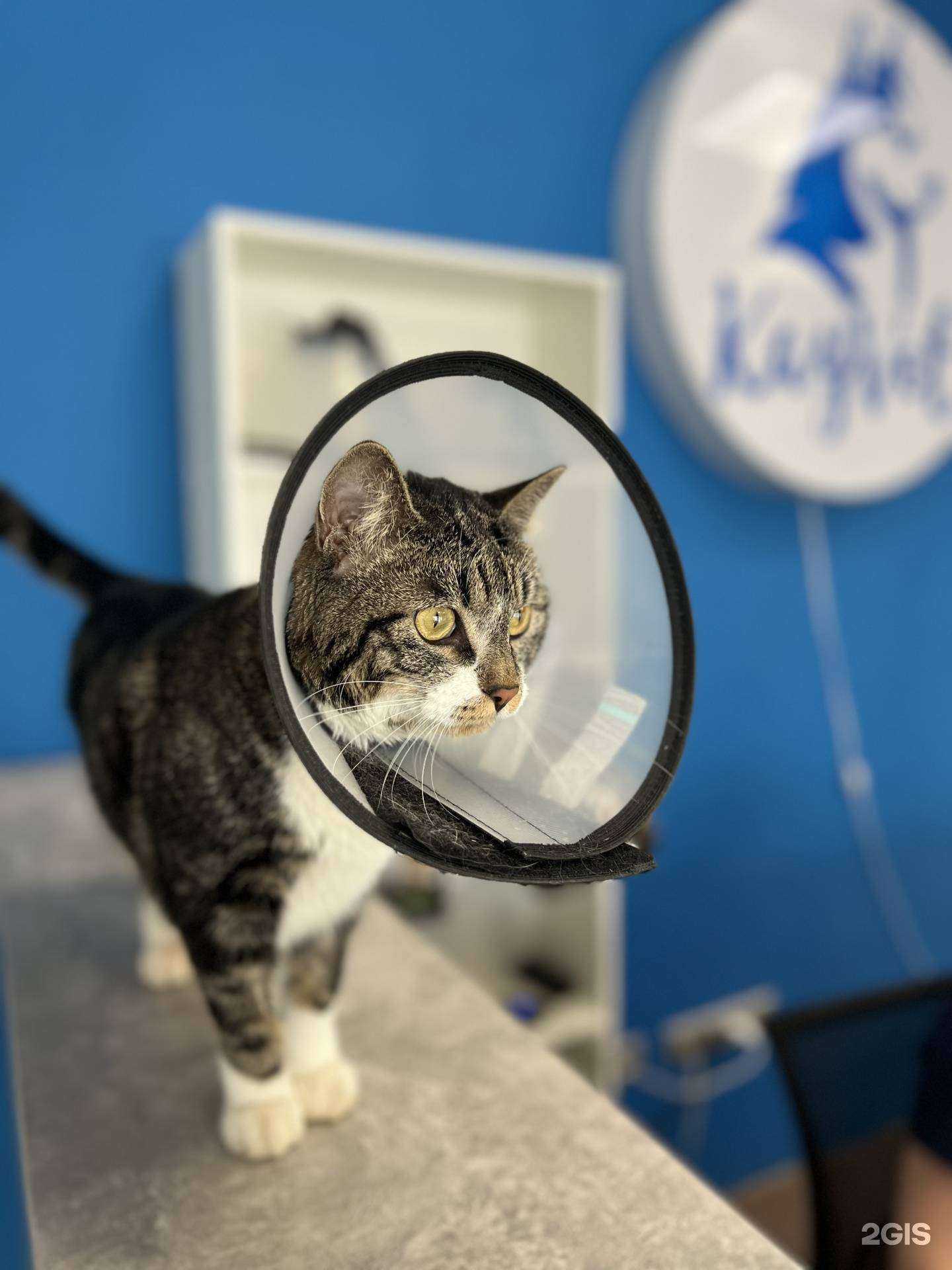 Отзывы на компанию Kayvet в Владивостоке c фото