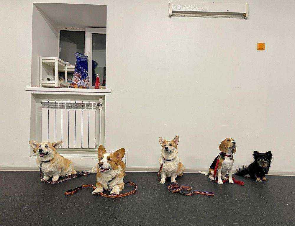 Отзывы на компанию DOGцентр Sirius в Ульяновске c фото