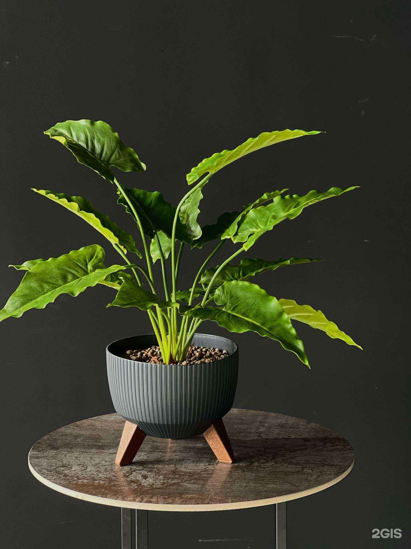 Отзывы на компанию Магазин искусственных деревьев и растений в г. Махачкала c фото