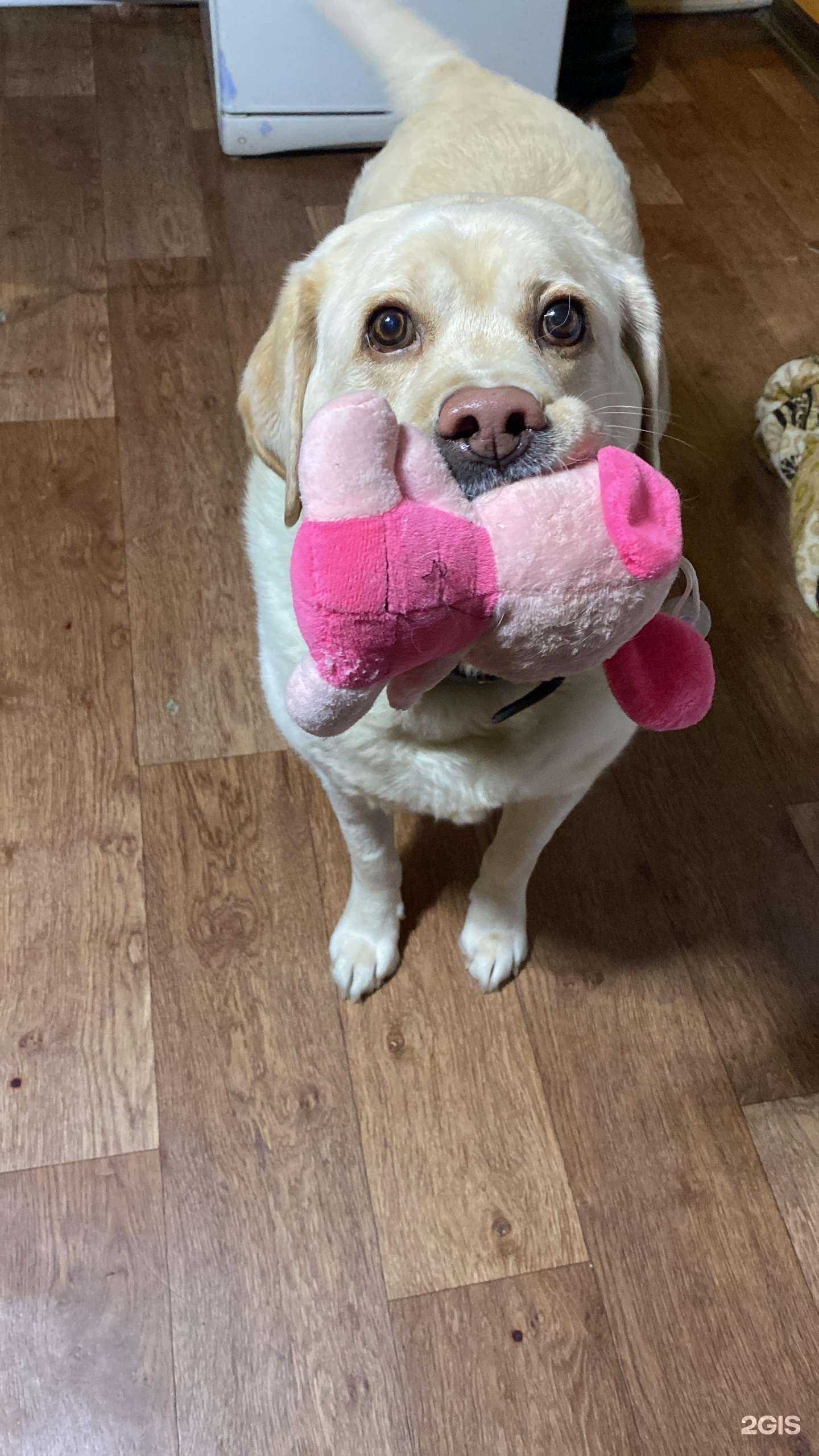 Отзывы на компанию Доктор Вет в г. Нефтеюганск c фото