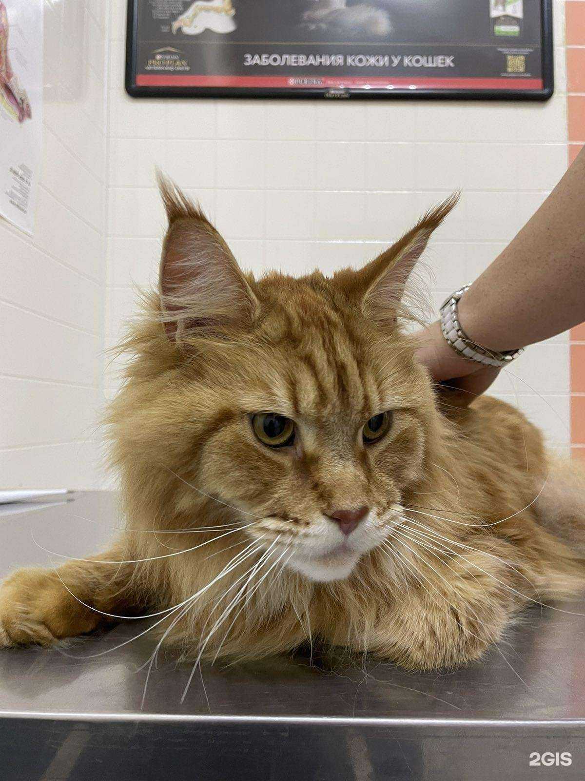 Отзывы на компанию Zdravvet в г. Энгельс c фото