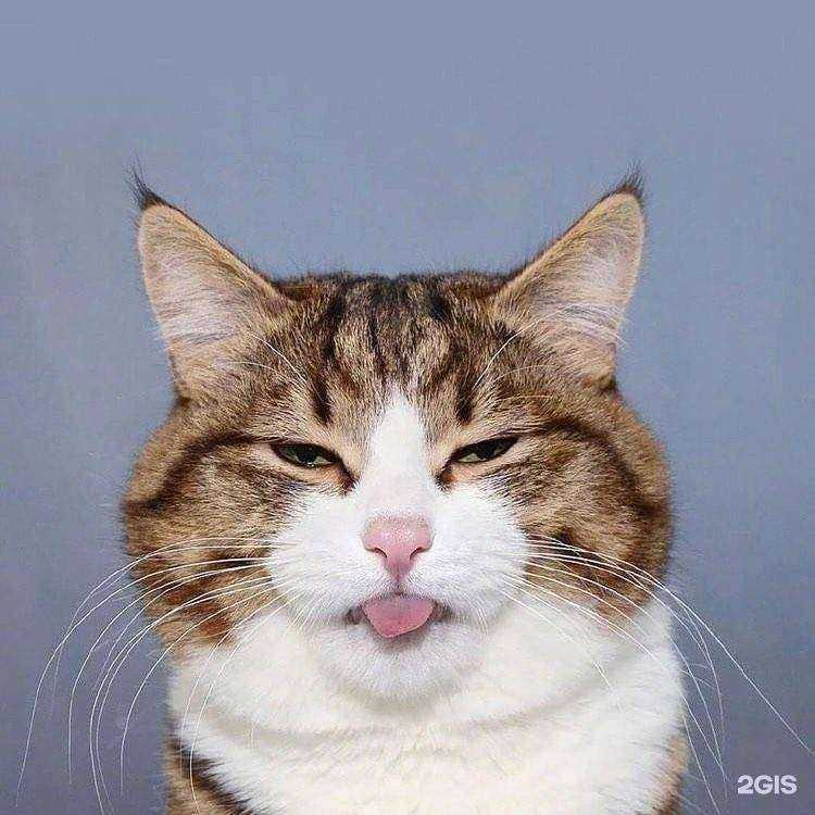 Отзывы на компанию Котопёс в Обнинске c фото