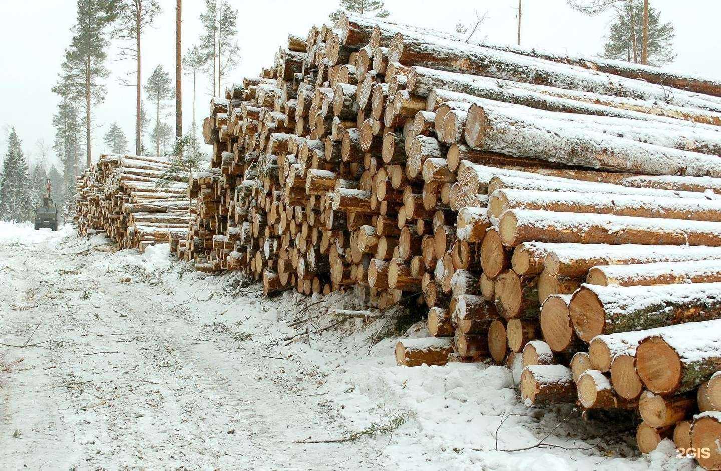 Отзывы на компанию Форест в г. Киров c фото