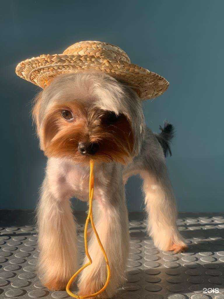 Отзывы на компанию Oh my dog в г. Сочи c фото