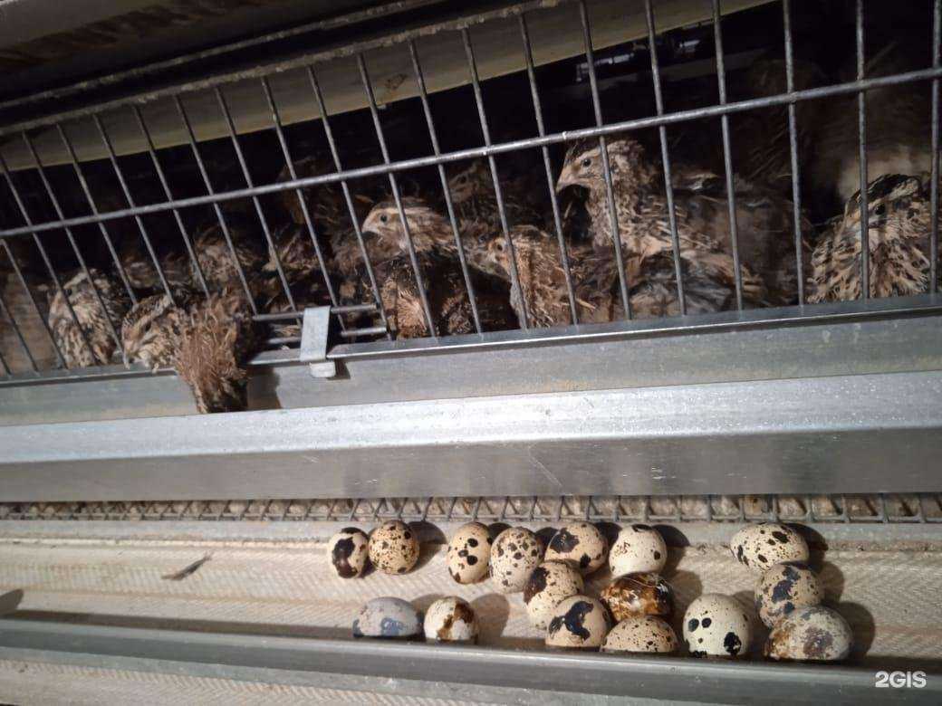 Отзывы на компанию Перепелиная ферма Солдатова в Тимашёвске c фото