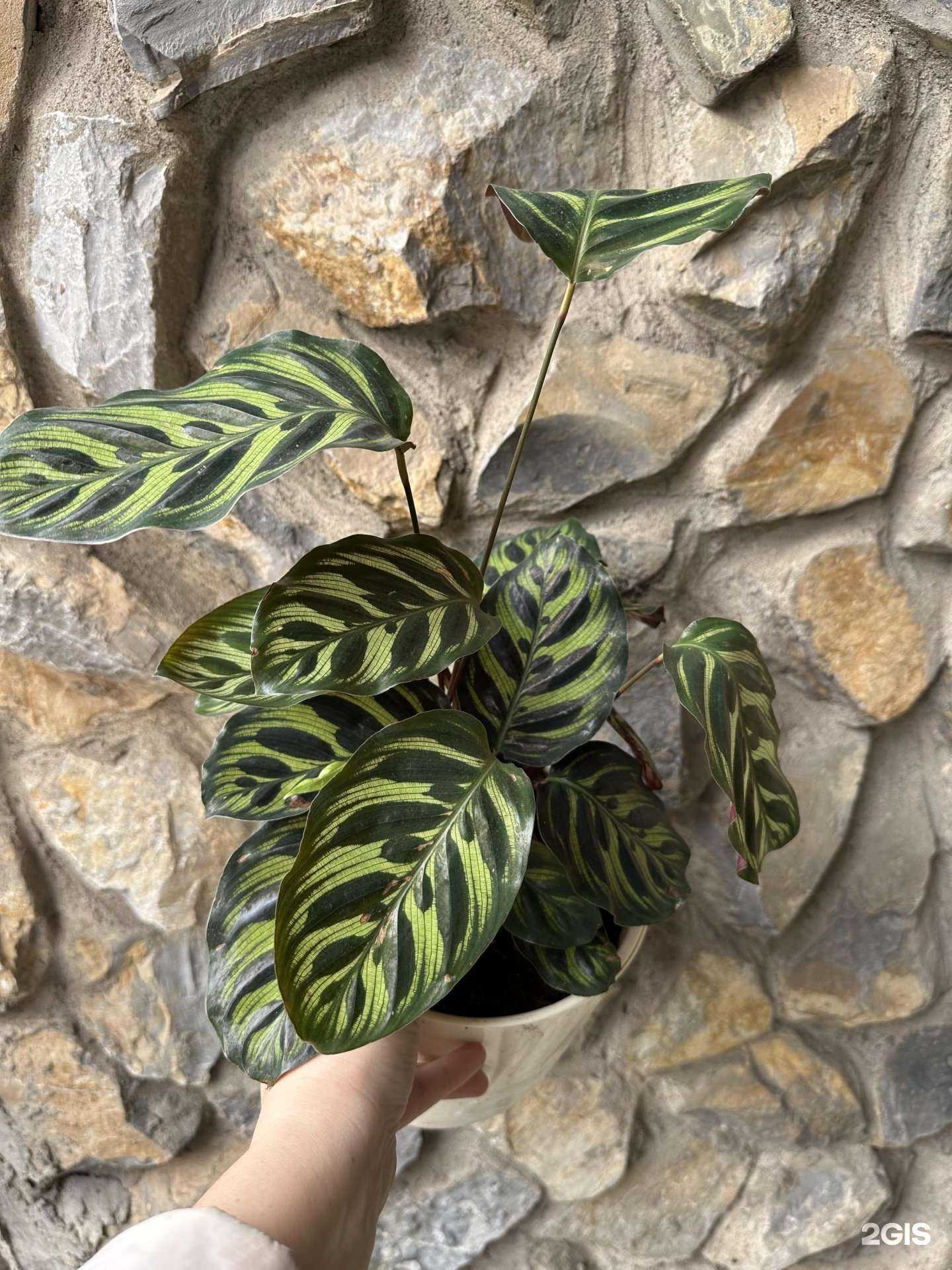 Отзывы на компанию Магазин комнатных растений и букетов из сухоцветов в Уфе c фото