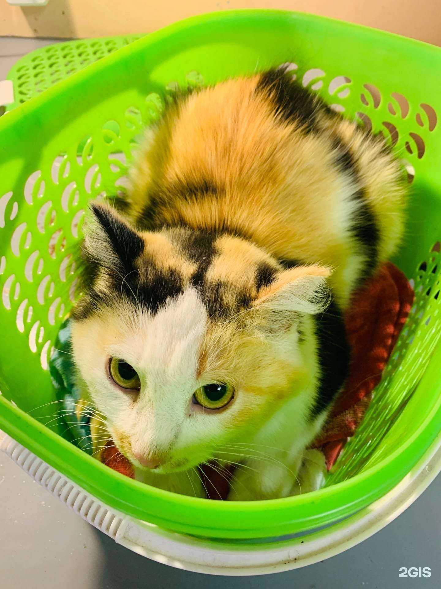 Отзывы на компанию Чемпион в г. Магнитогорск c фото