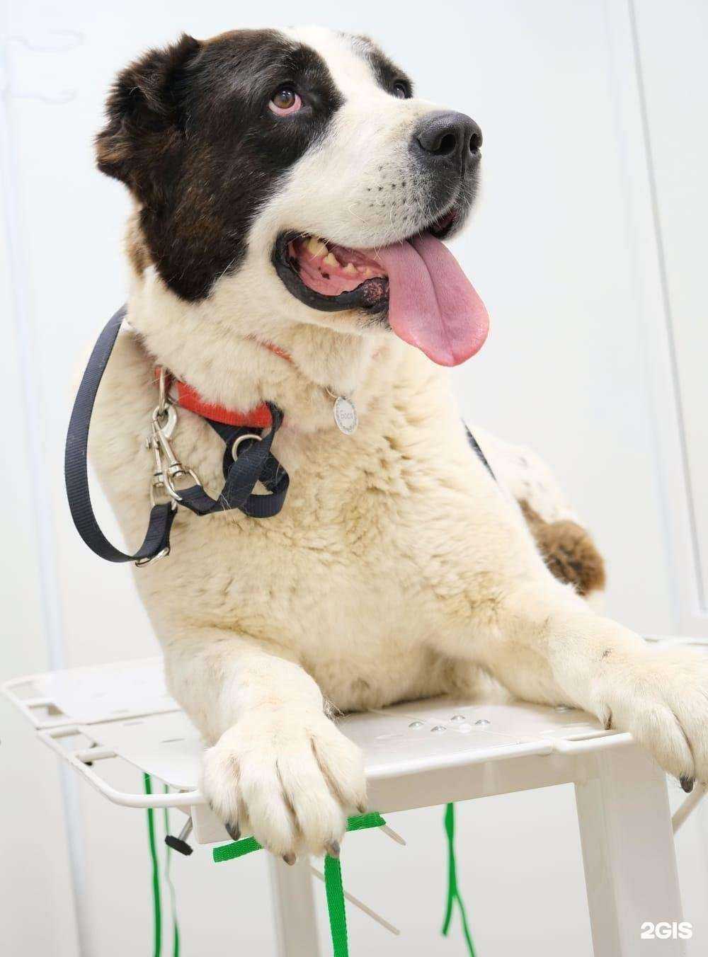 Отзывы на компанию Доктор Пух в г. Орёл c фото