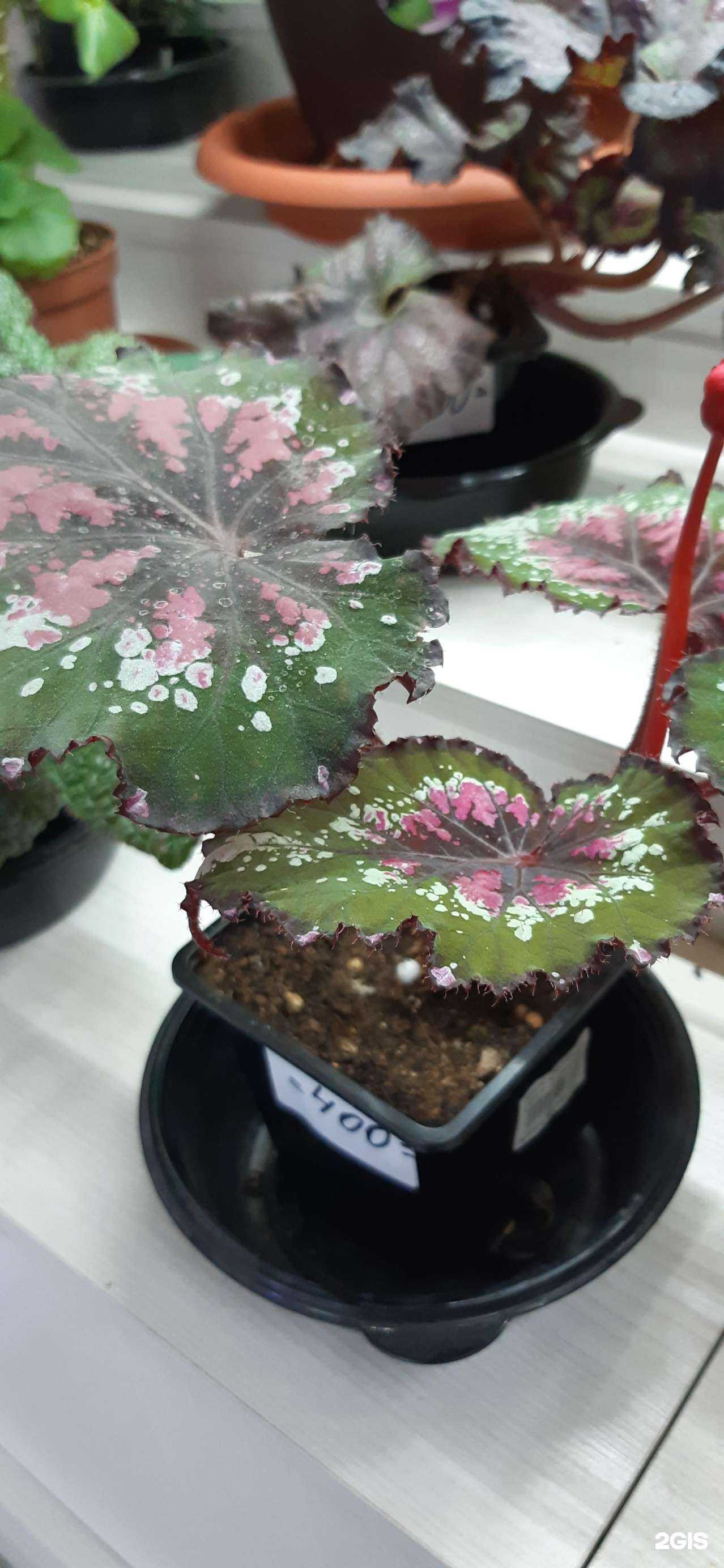 Отзывы на компанию ГалаЦвет в Барнауле c фото