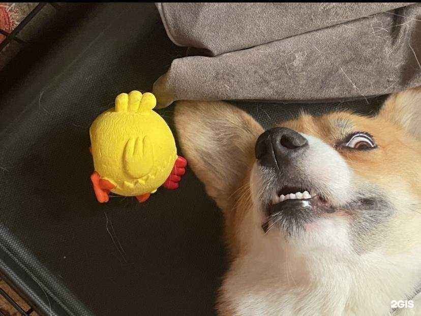 Отзывы на компанию Котовас в Хабаровске c фото