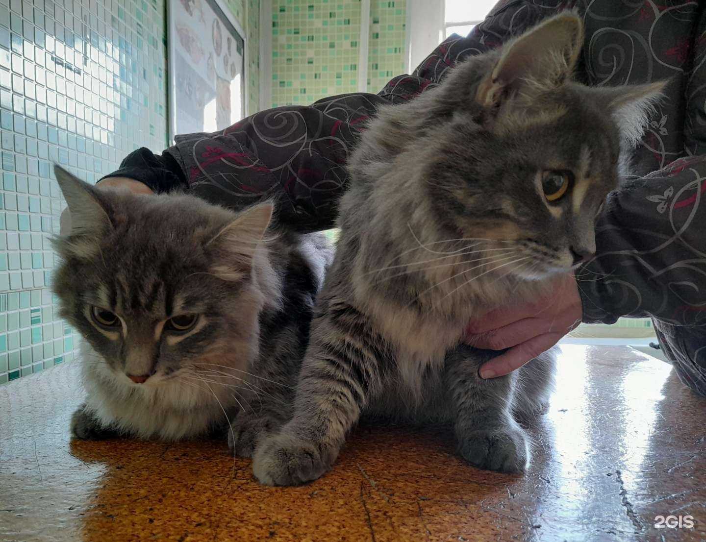 Отзывы на компанию Котопёс в Омске c фото