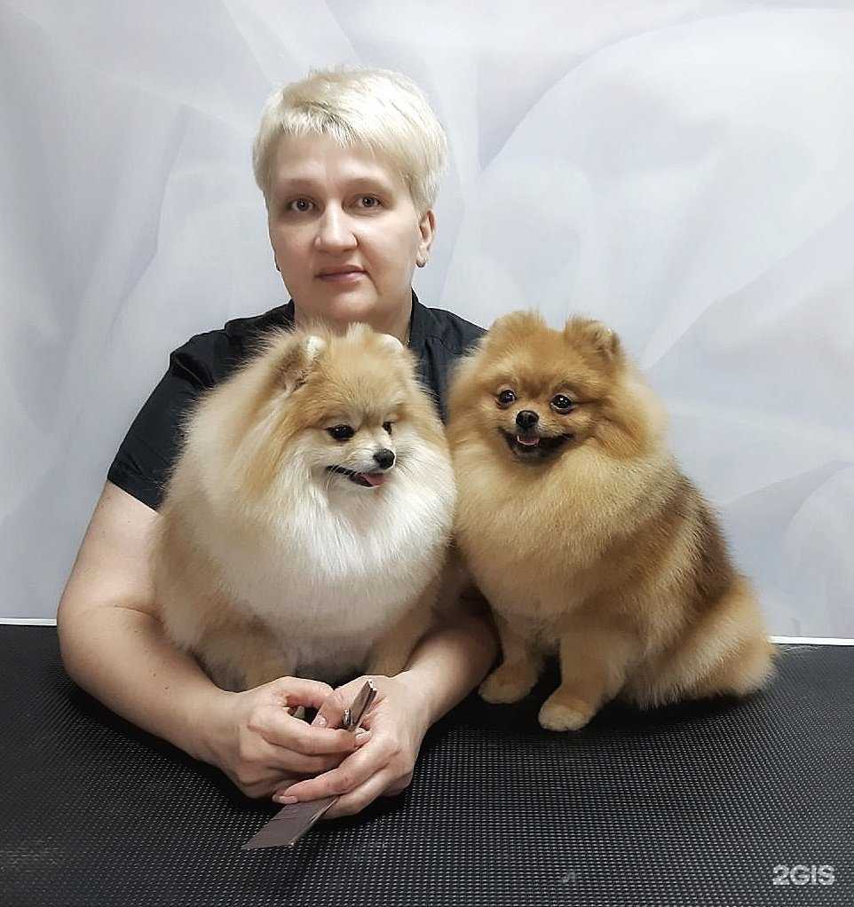 Отзывы на компанию Модный пёсик в г. Ярославль c фото