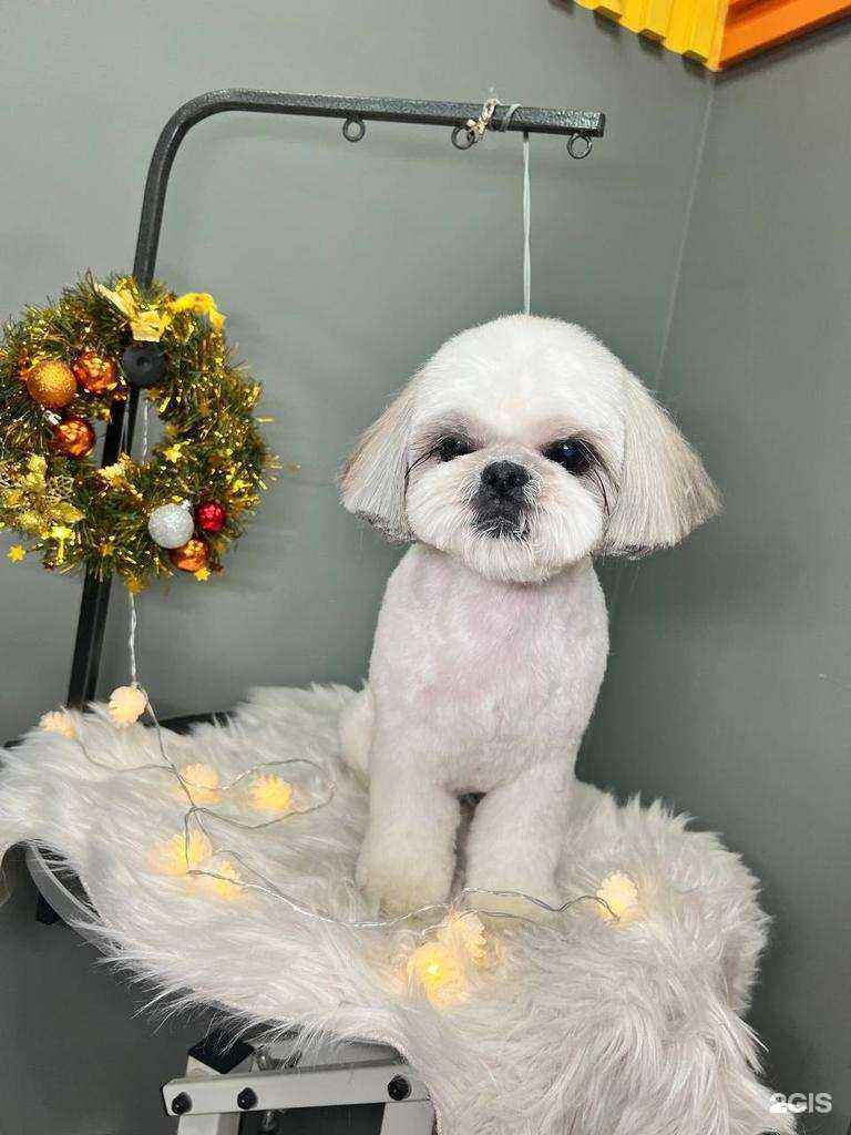 Отзывы на компанию VIPgroom в Новосибирске c фото