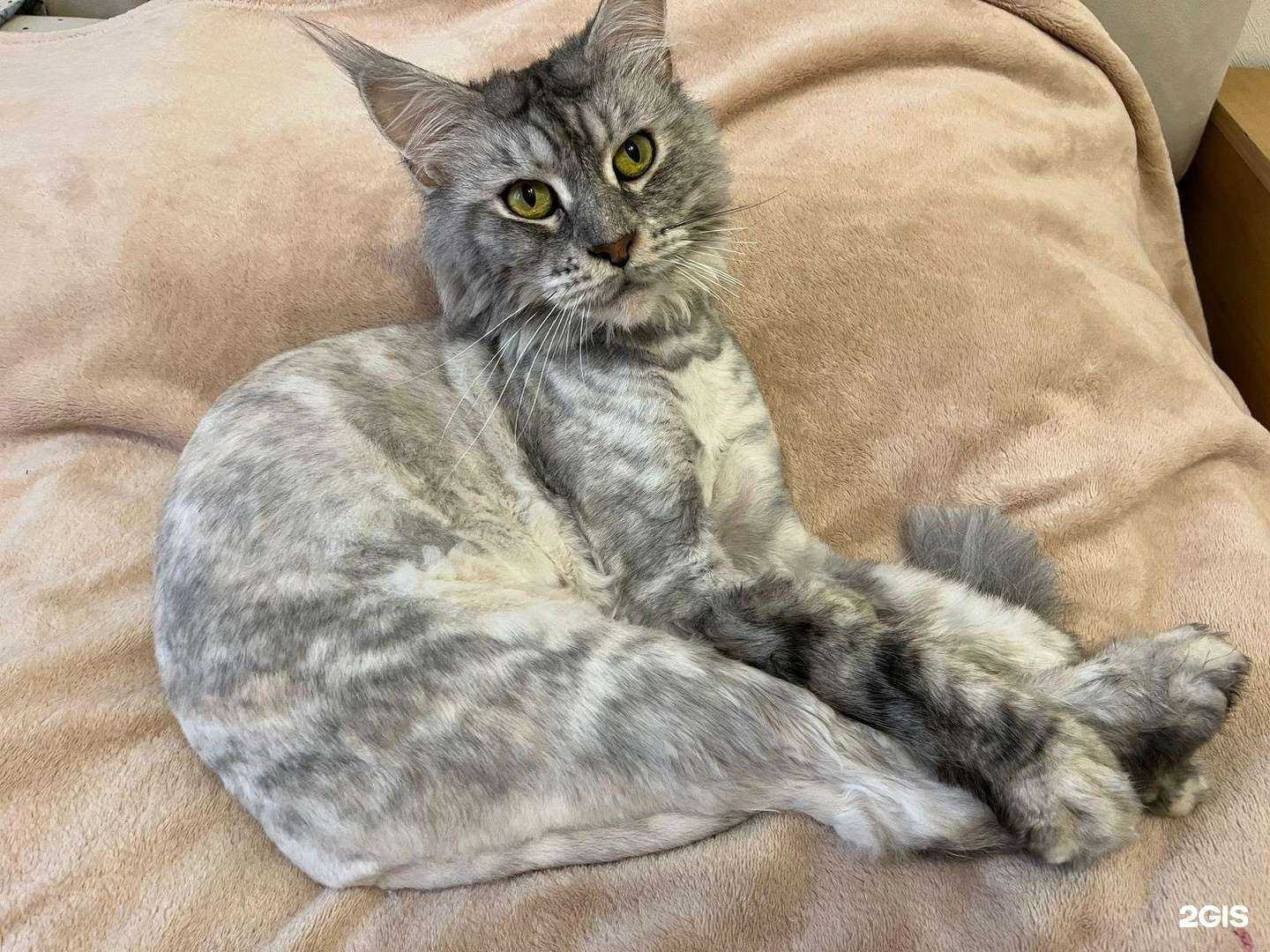 Отзывы на компанию Моë Собачье Дело в г. Волгоград c фото