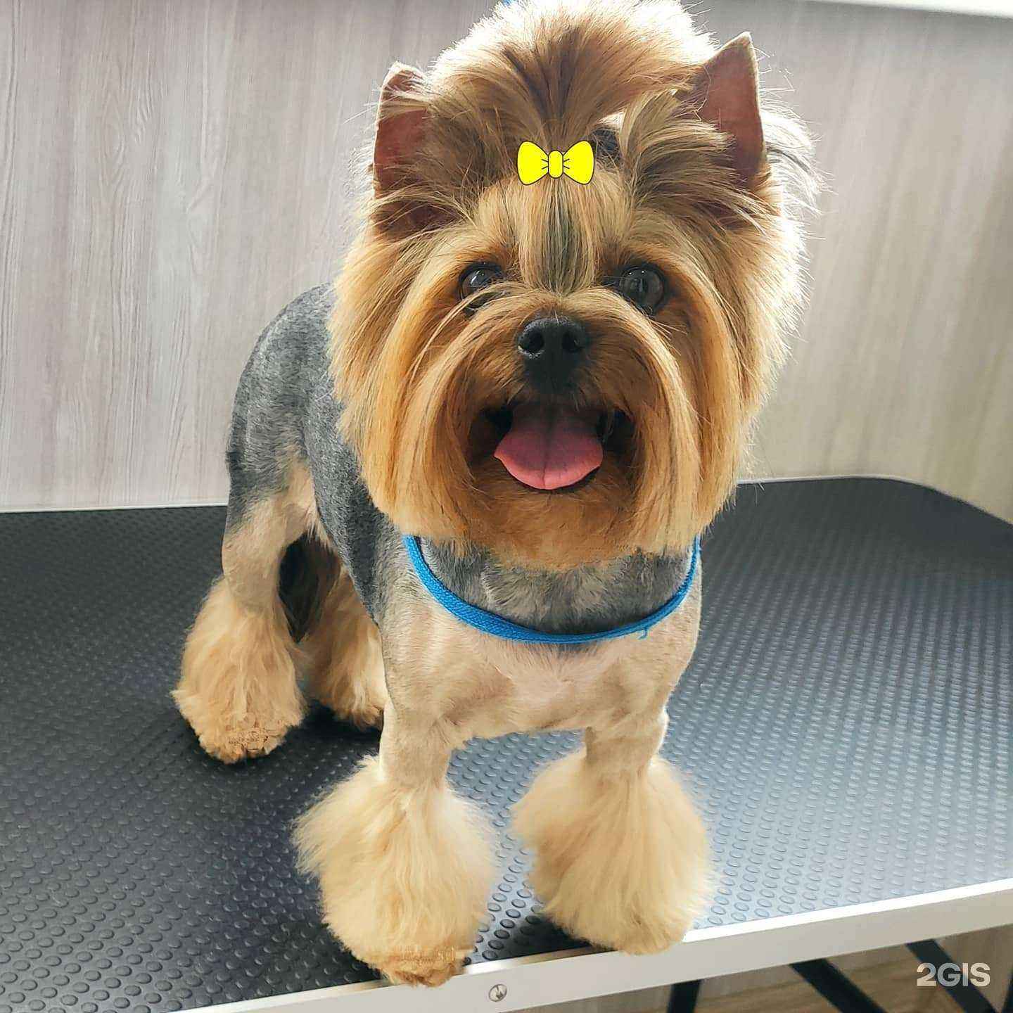 Отзывы на компанию Зоо цирюльня в Краснодаре c фото