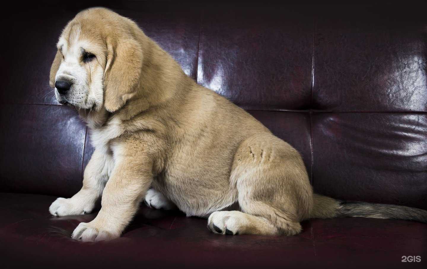 Отзывы на компанию Kennel Pax-tecum в Туле c фото