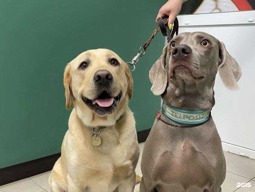 Отзывы на компанию Баскервиль в Смоленске c фото