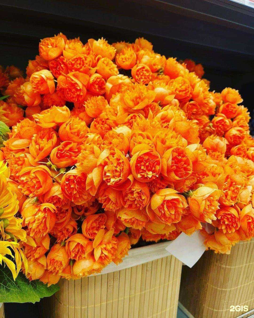 Отзывы на компанию Orange в Подольске c фото