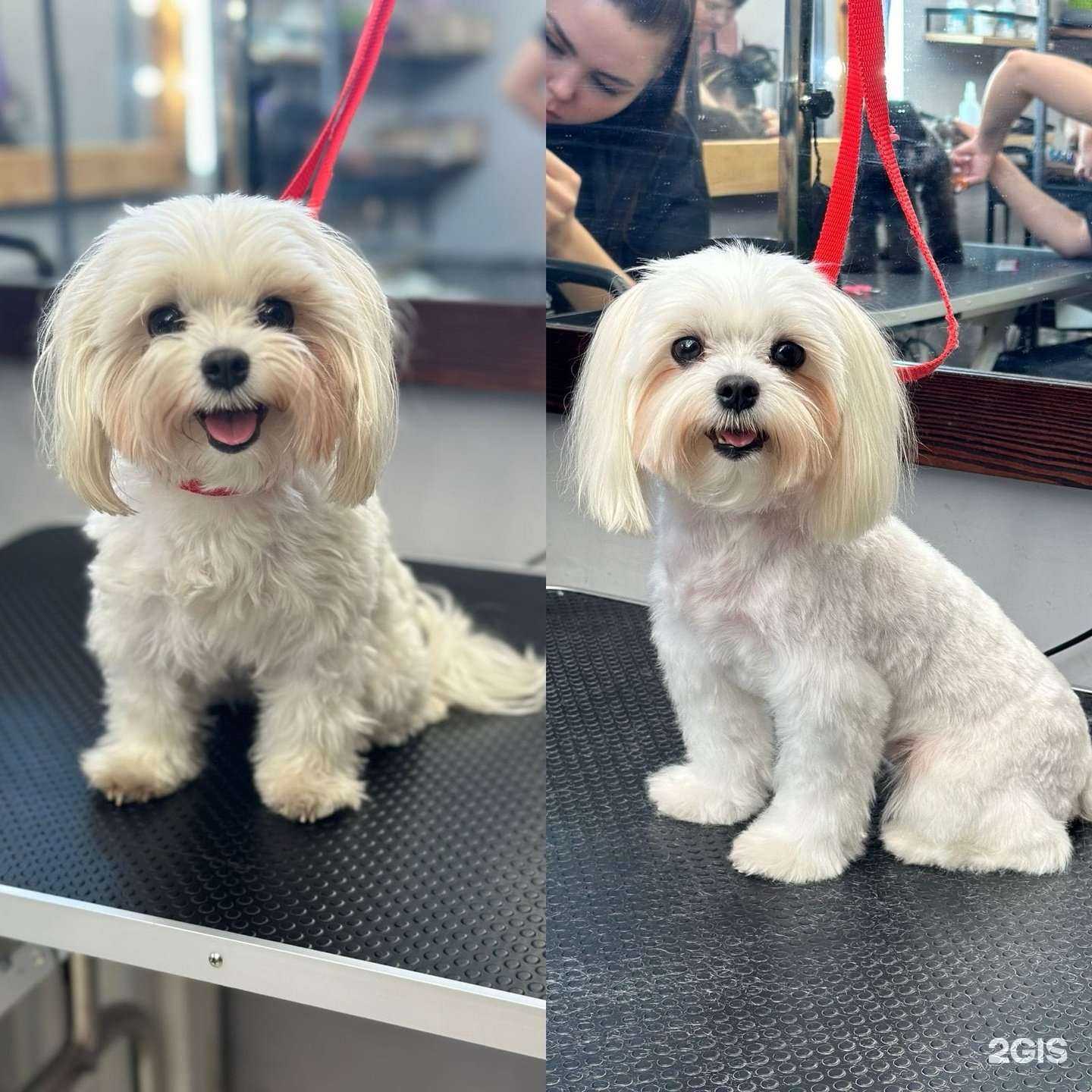 Отзывы на компанию Империя лапок в г. Краснодар c фото