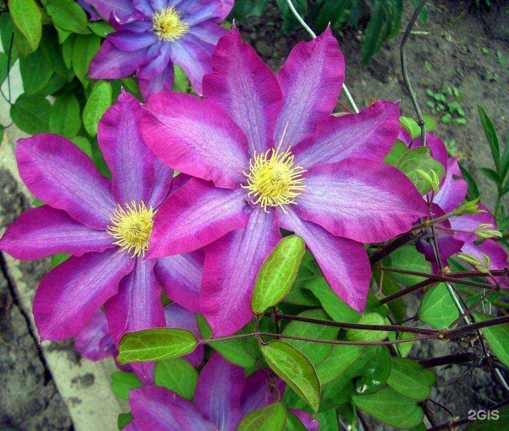 Отзывы на компанию Лиана33 в г. Владимир c фото