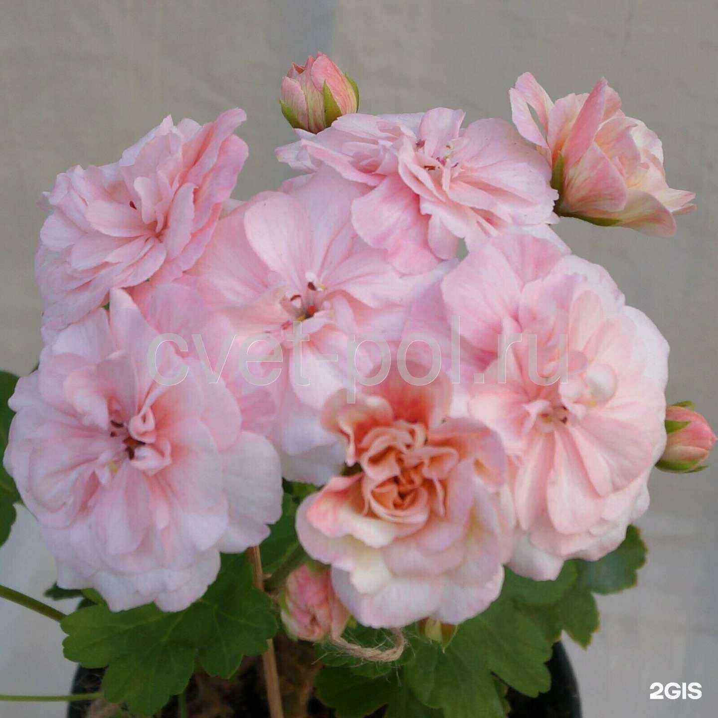 Отзывы на компанию Цветочная поляна в г. Великий Устюг c фото