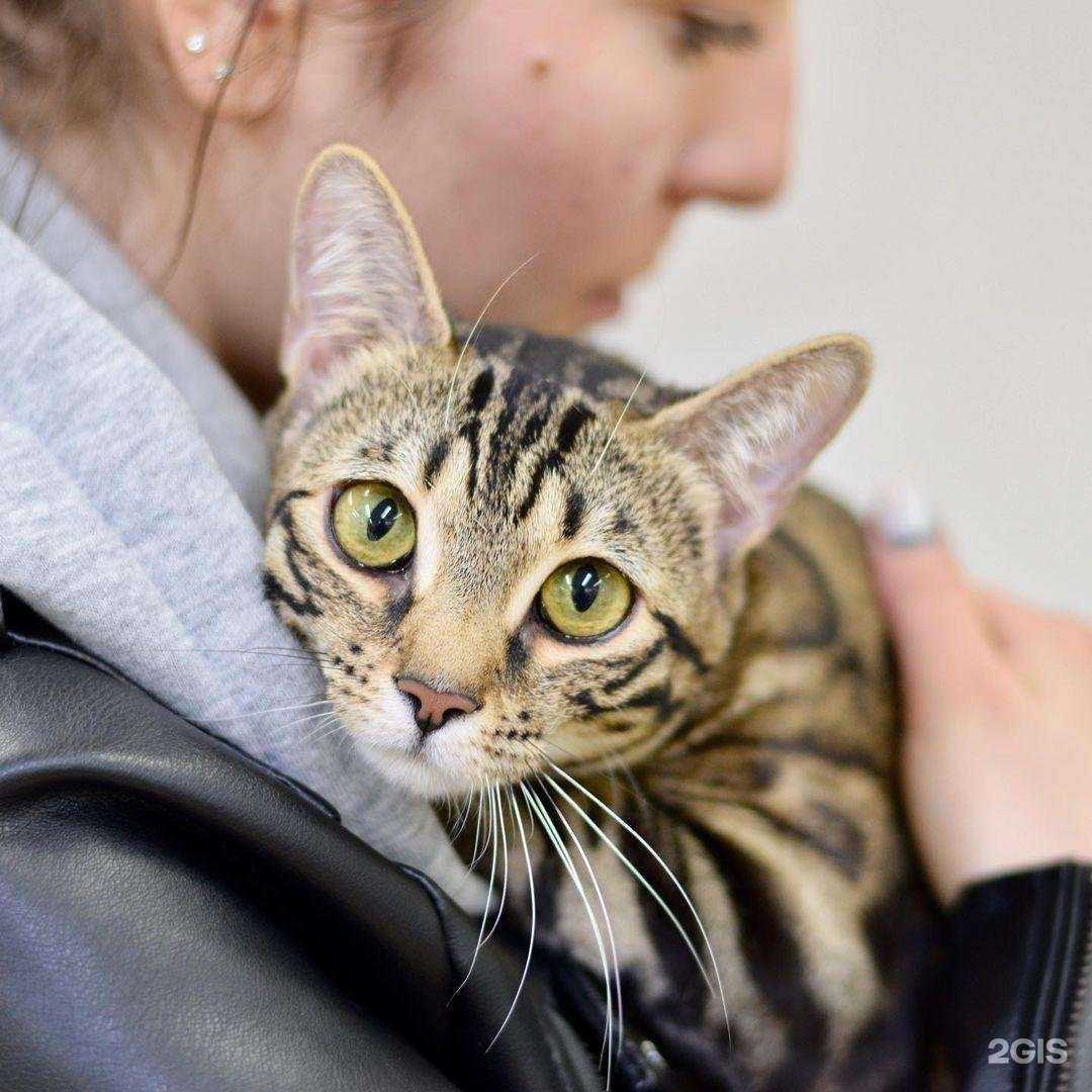 Отзывы на компанию Zoovet в Нальчике c фото