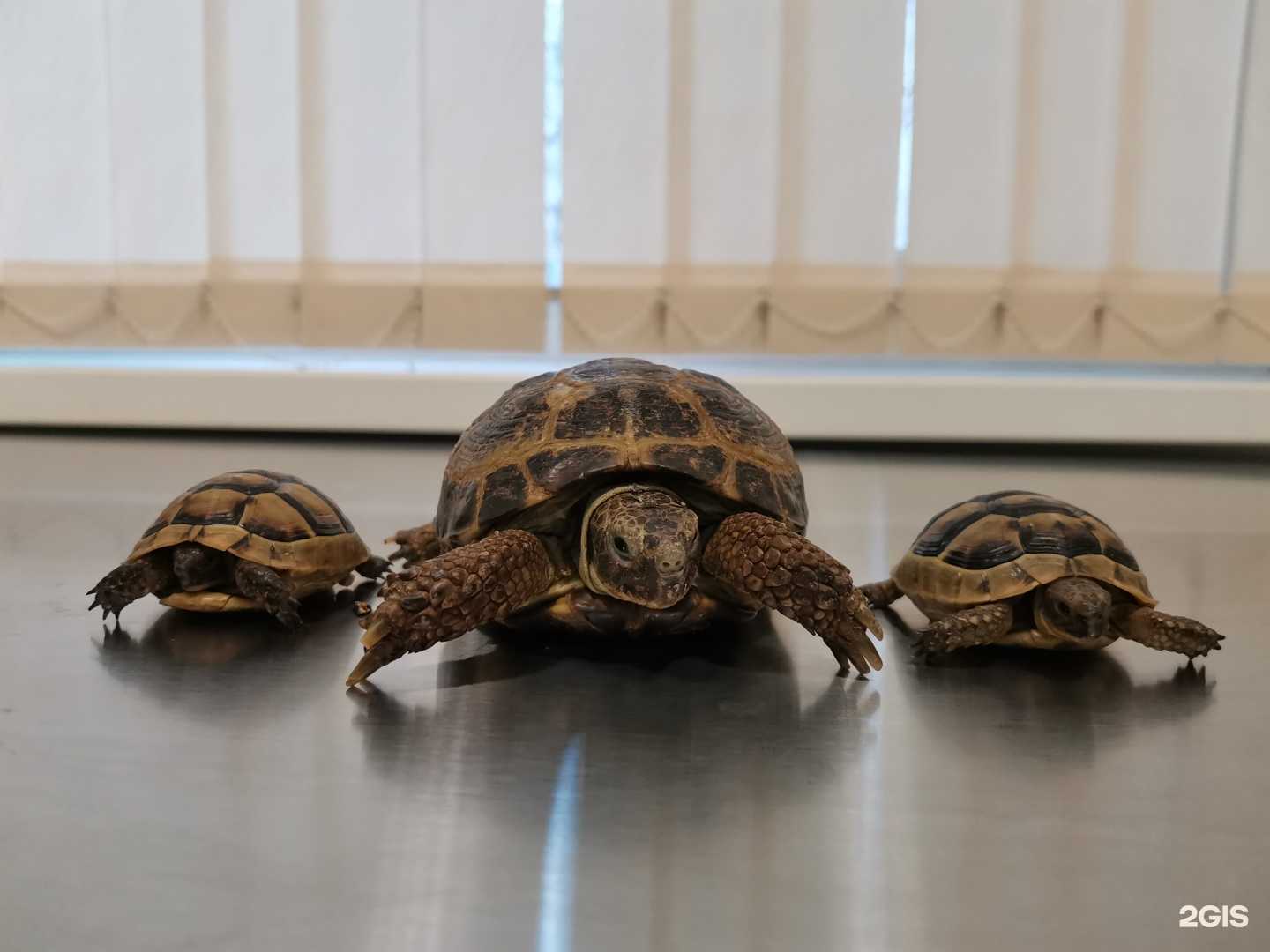 Отзывы на компанию Vet-доктор в Нижневартовске c фото