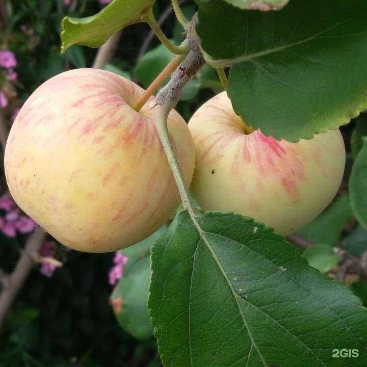 Отзывы на компанию Хехцирский сад в Хабаровске c фото