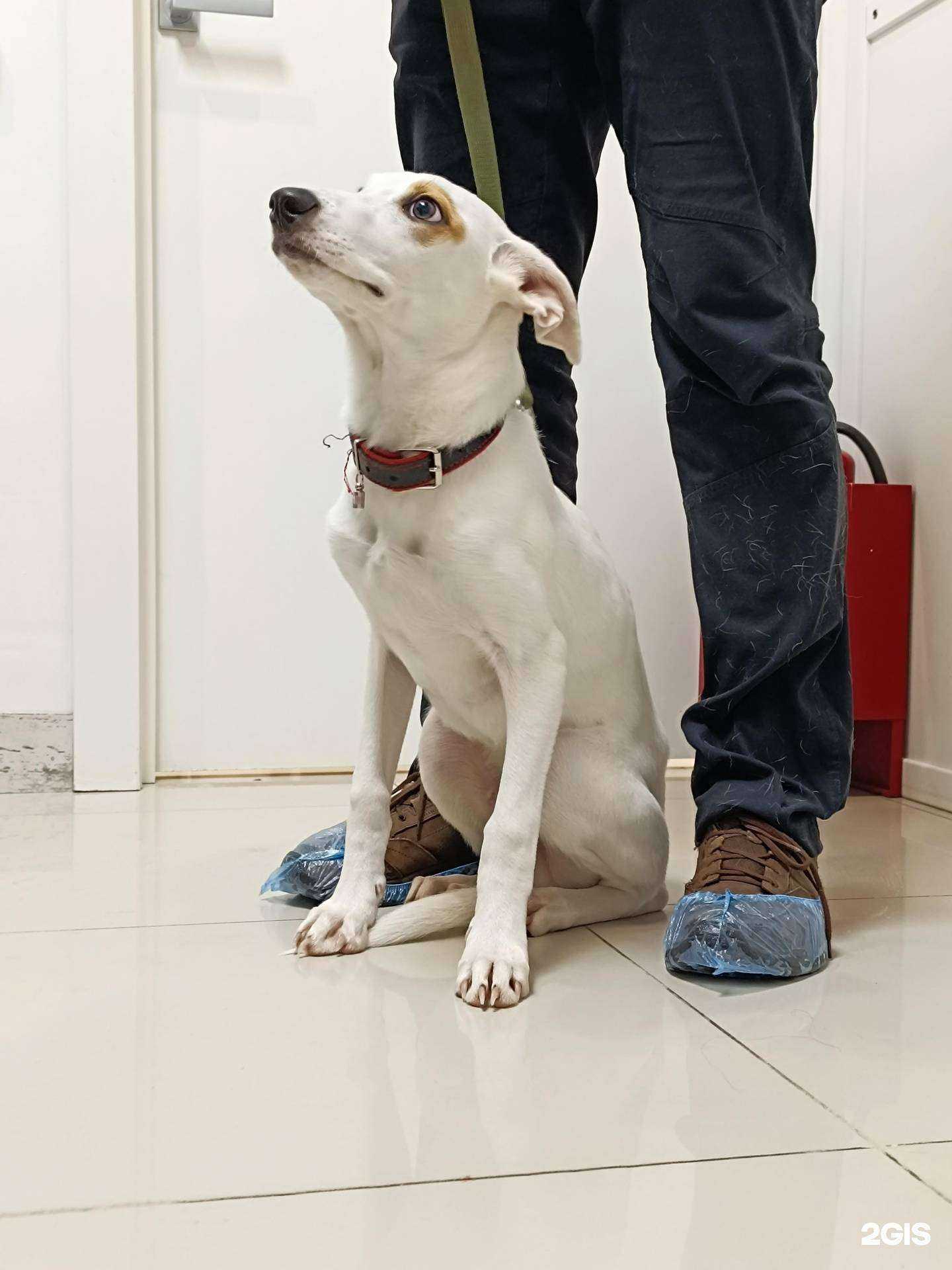 Отзывы на компанию Vetspa в г. Королёв c фото