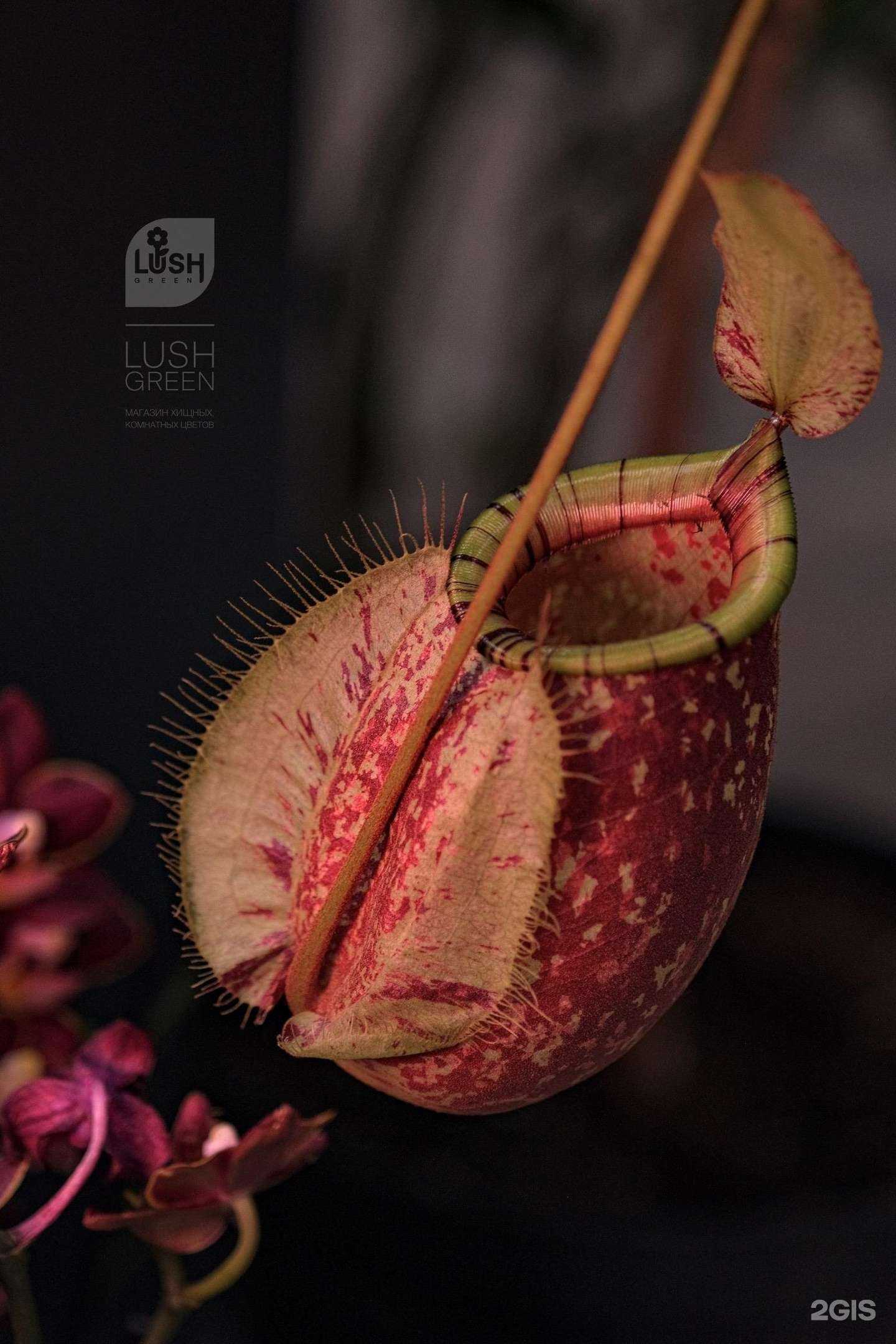 Отзывы на компанию Lush green в г. Нижневартовск c фото