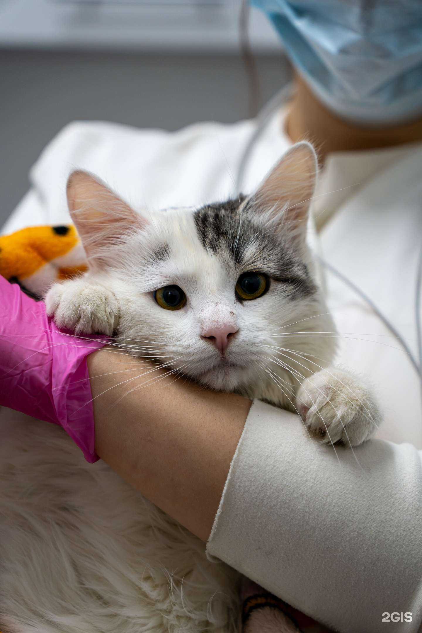 Отзывы на компанию  Zoomedical  в Грозном c фото