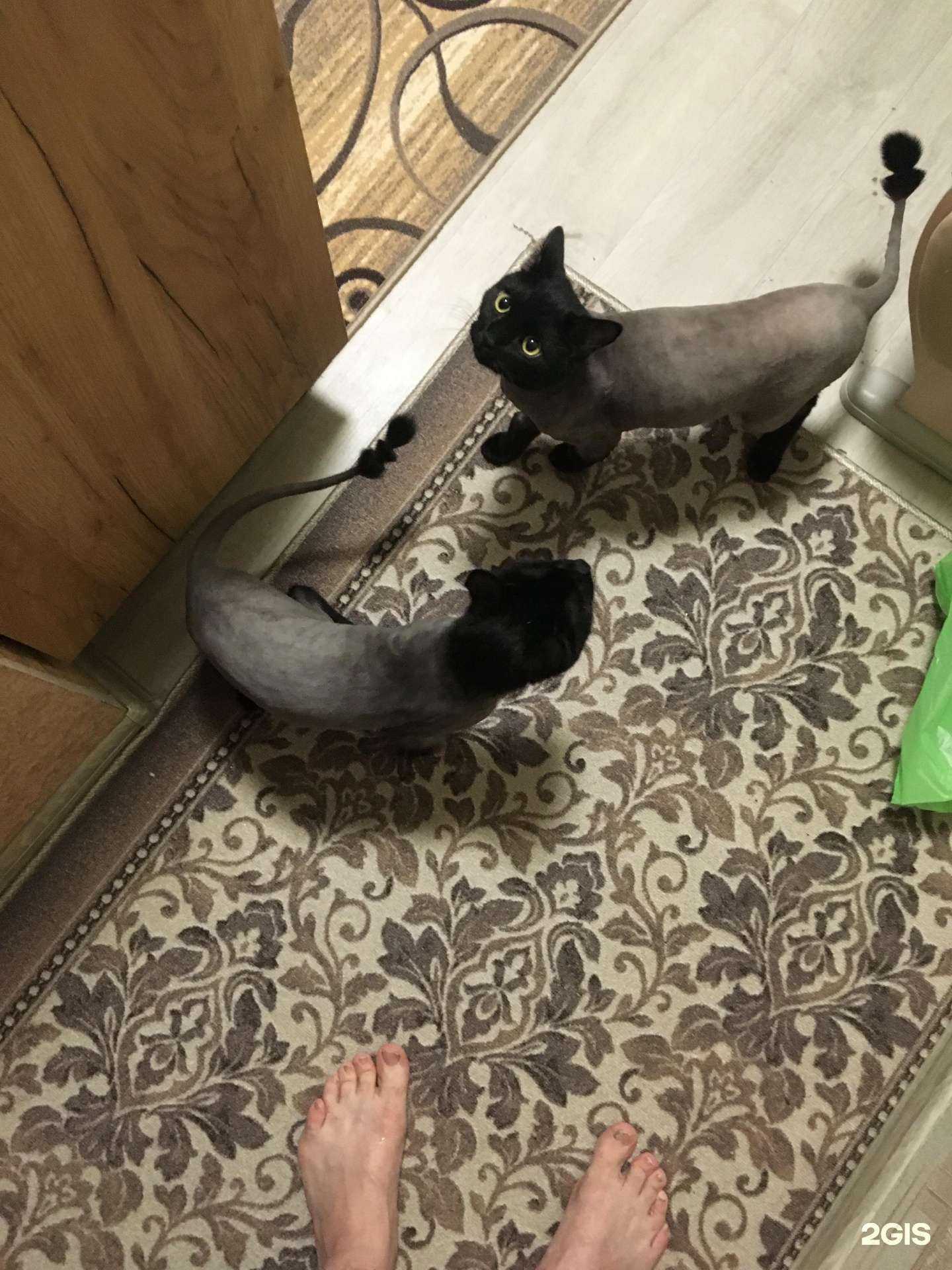 Отзывы на компанию Зоомаркет в Нижневартовске c фото