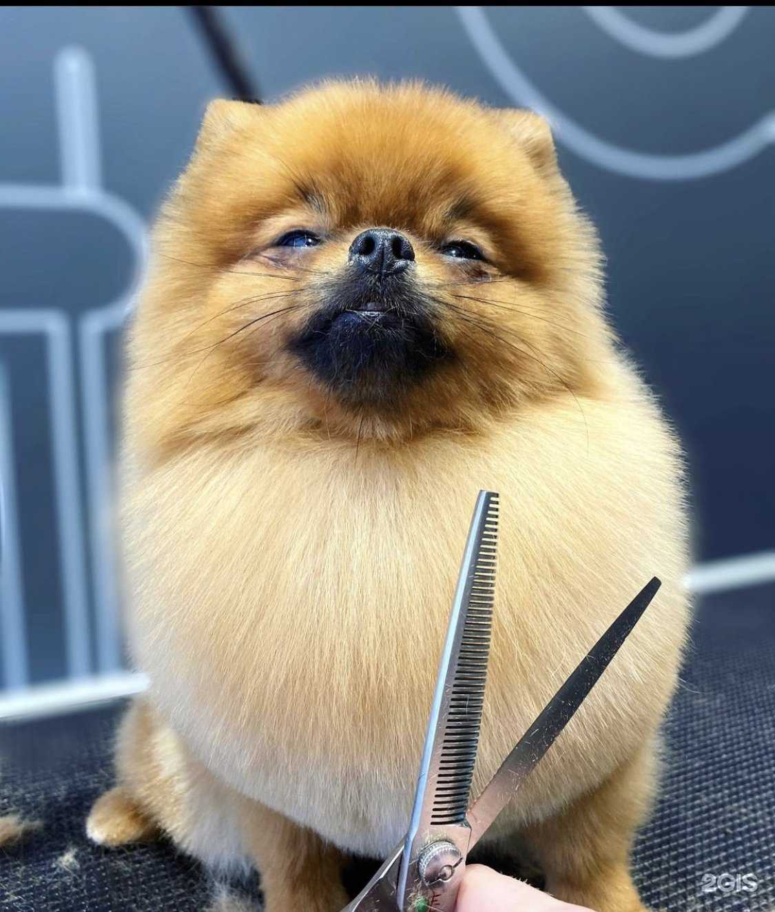 Отзывы на компанию Barberdog в Смоленске c фото