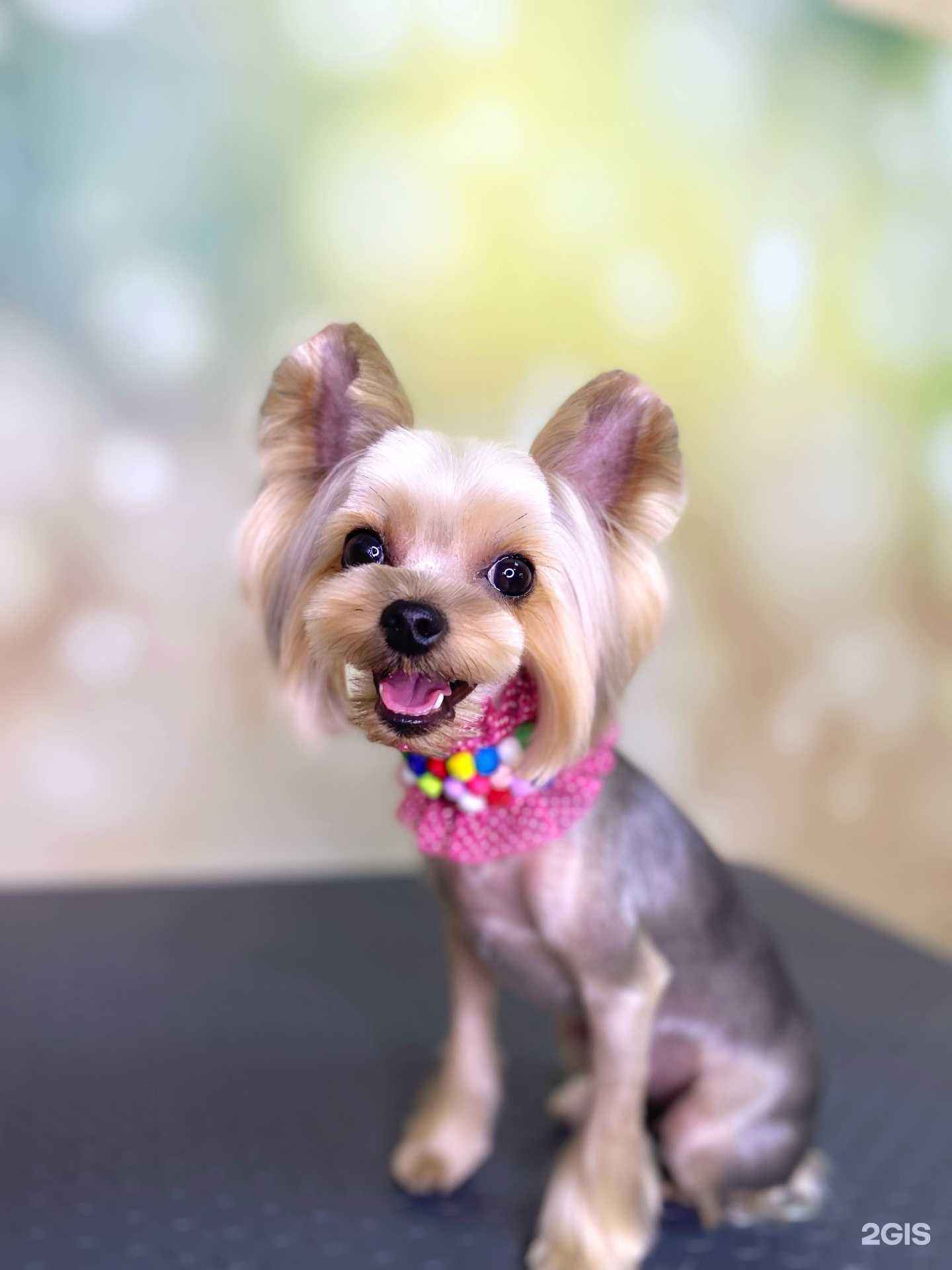 Отзывы на компанию Poodle в Волгограде c фото