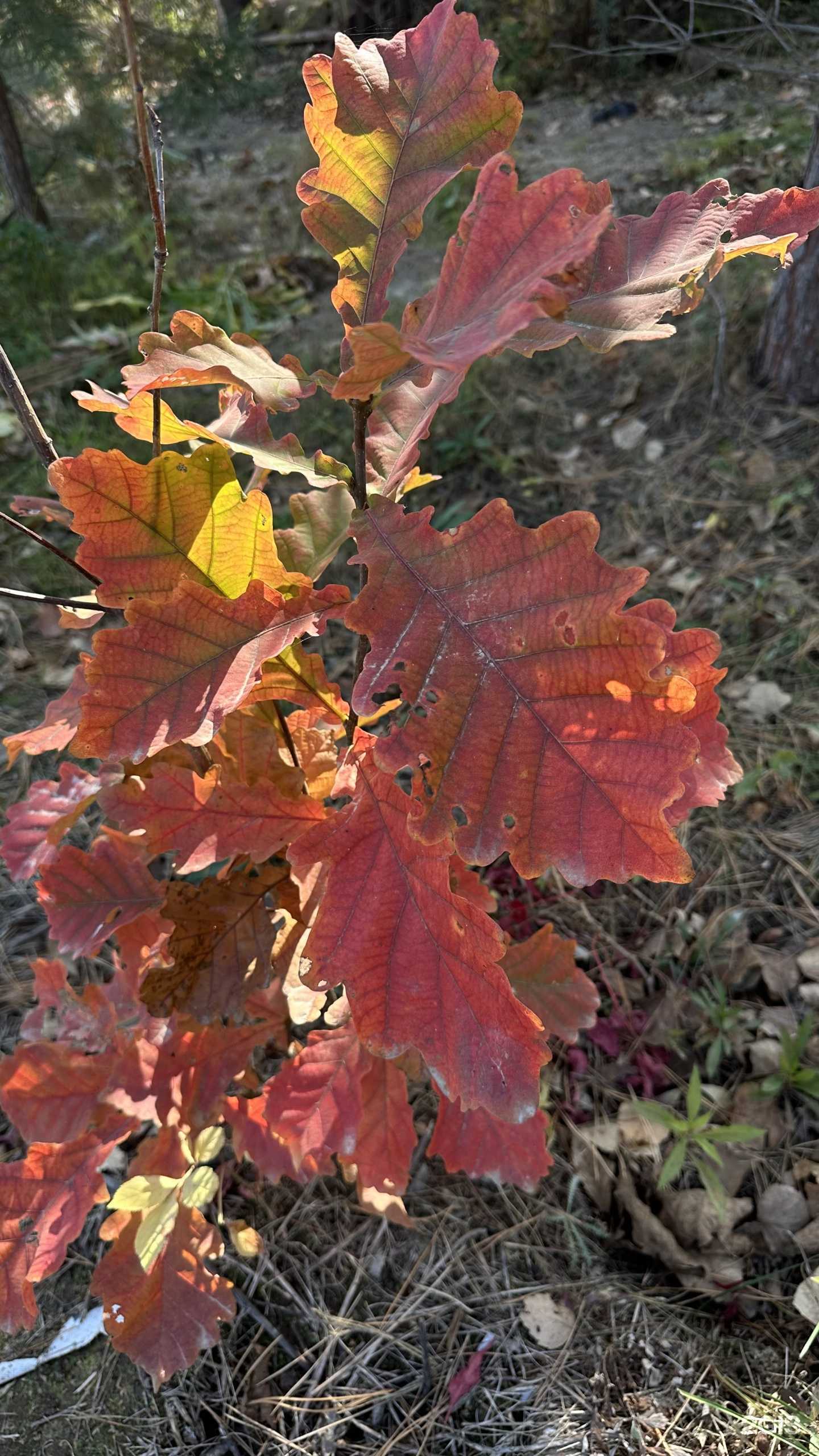 Отзывы на компанию Силедия в Хабаровске c фото