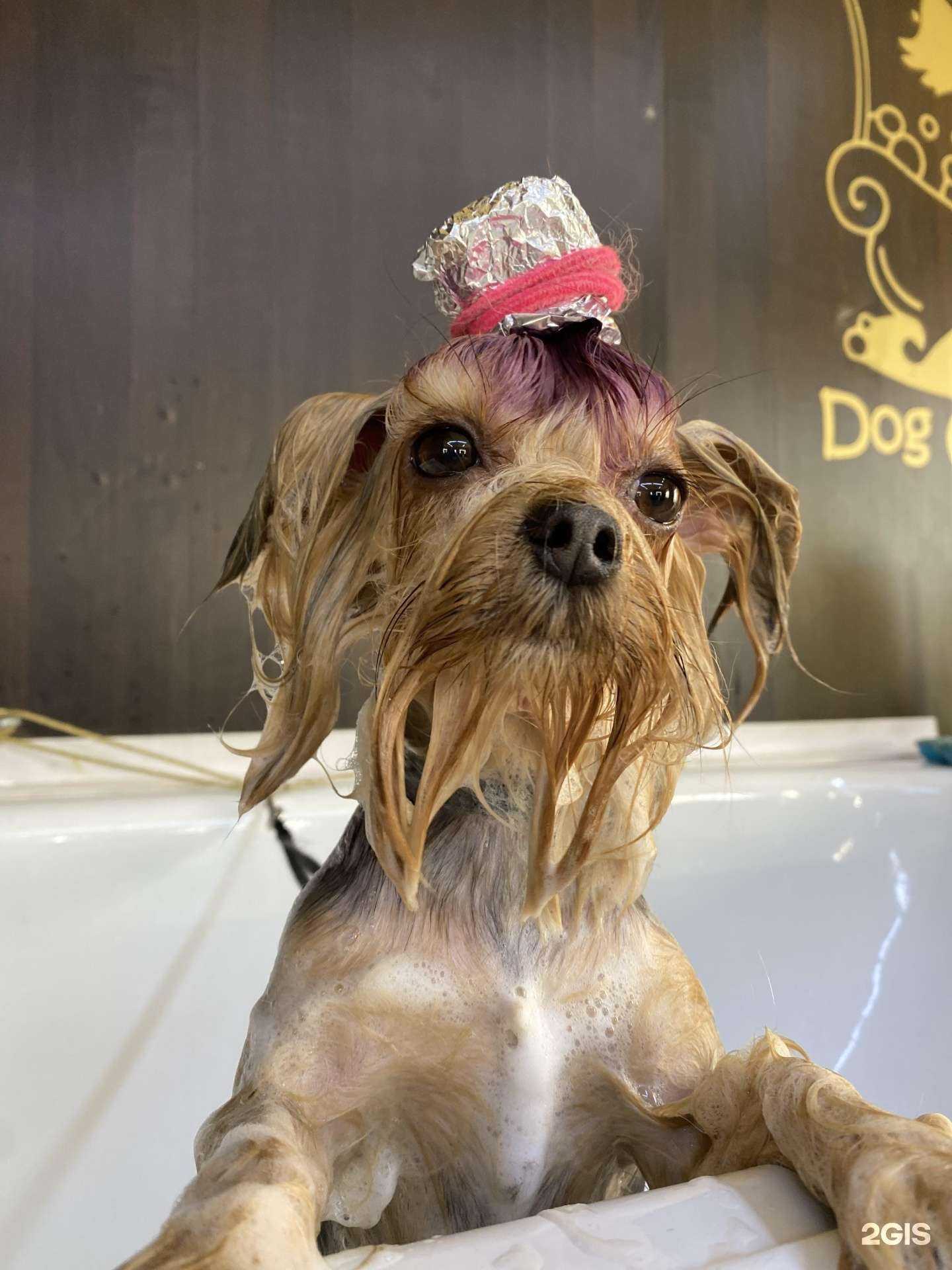 Отзывы на компанию Meow Woof в Улан-Удэ c фото