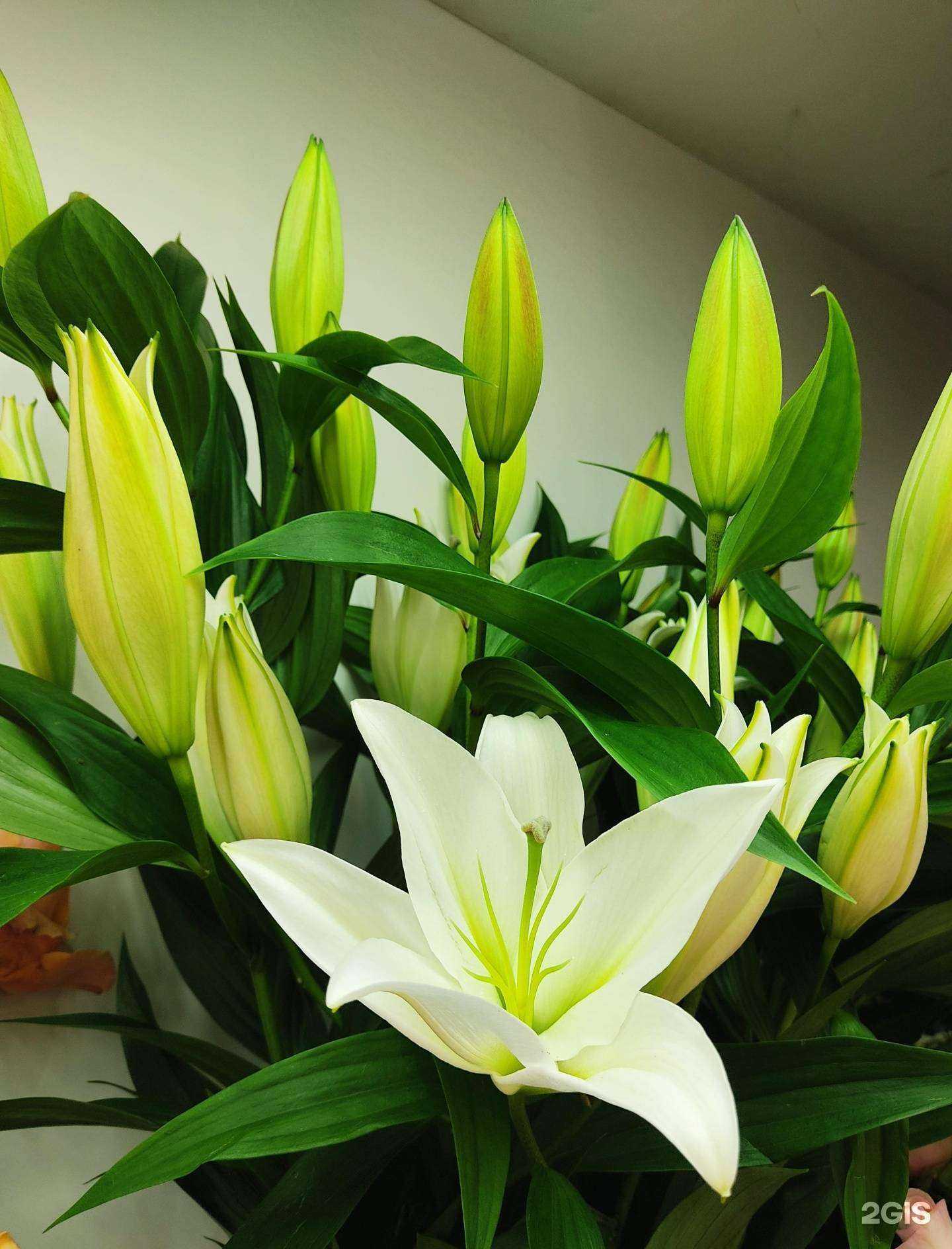 Отзывы на компанию Орхидея в Томске c фото