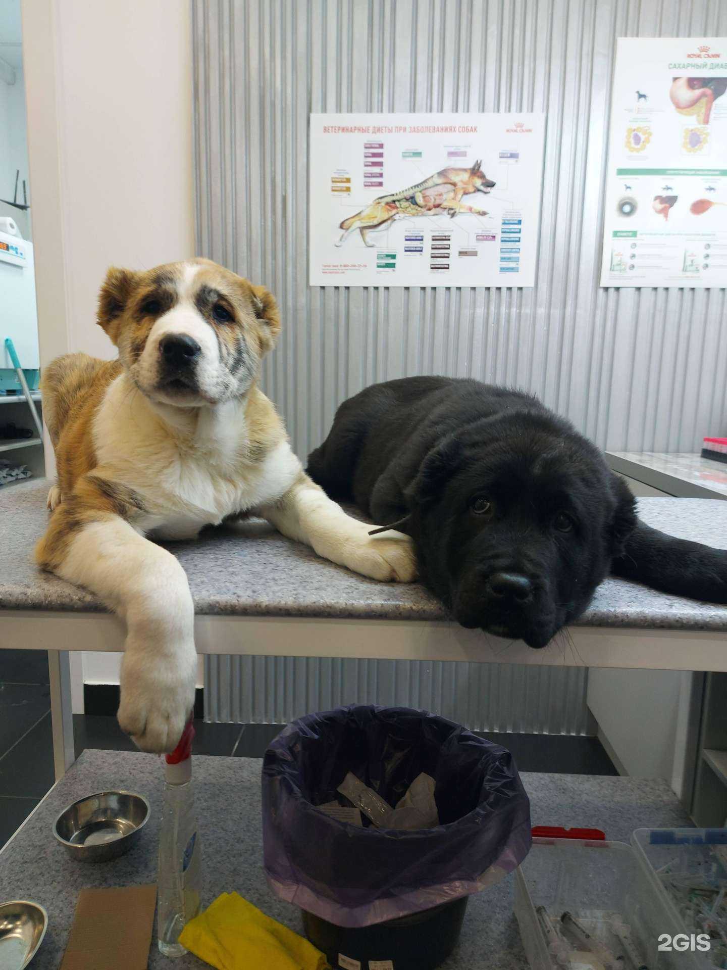 Отзывы на компанию Ирбис в г. Нижневартовск c фото