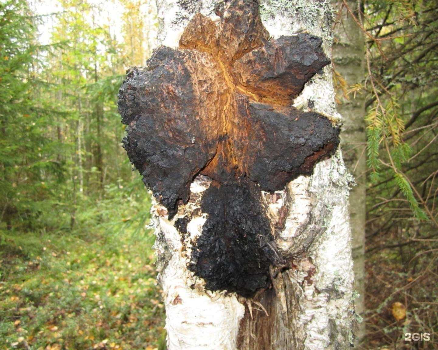 Отзывы на компанию Вятский дикорос в Кирове c фото