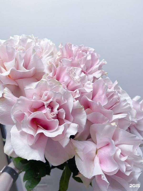 Отзывы на компанию Lavanda Flowers в Волгограде c фото