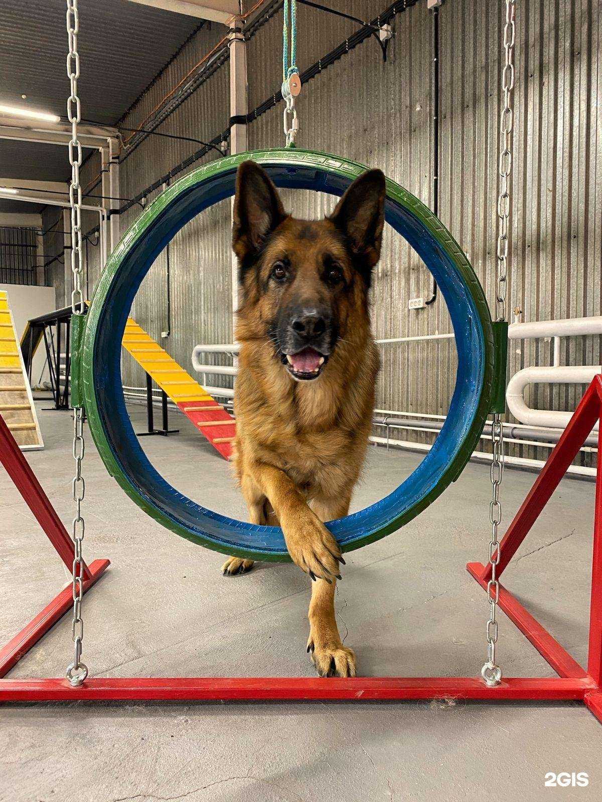 Отзывы на компанию Мир собак в Иркутске c фото
