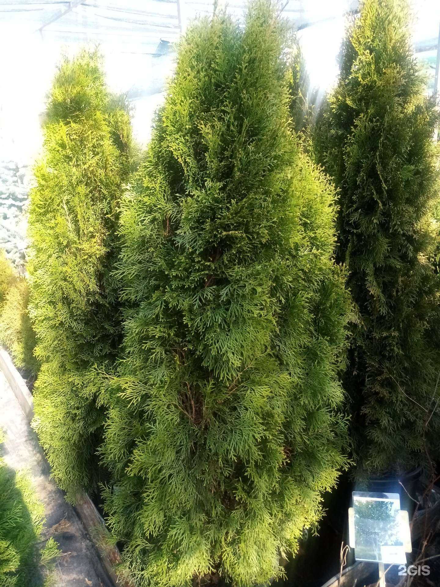 Отзывы на компанию Зеленый дворик в Барнауле c фото