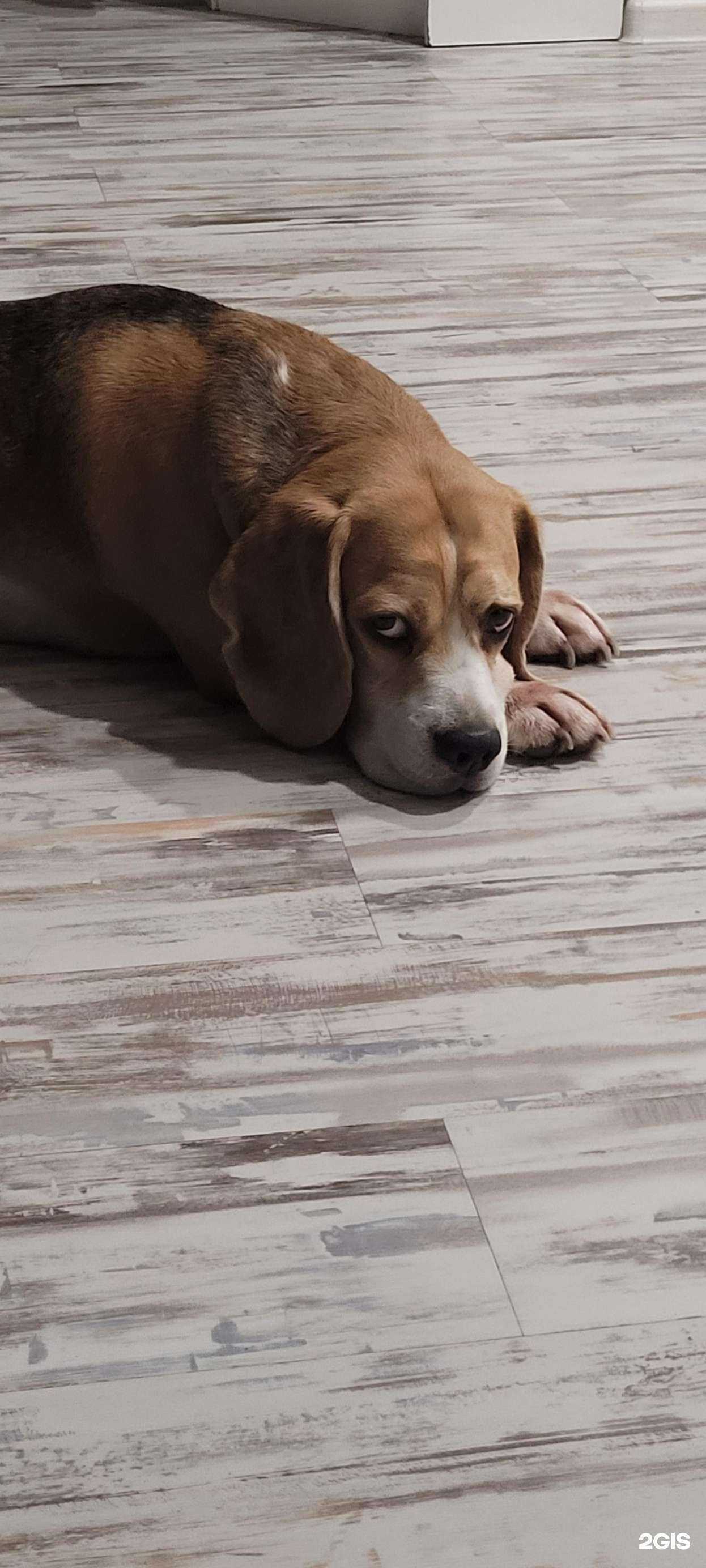 Отзывы на компанию Pet в г. Чита c фото