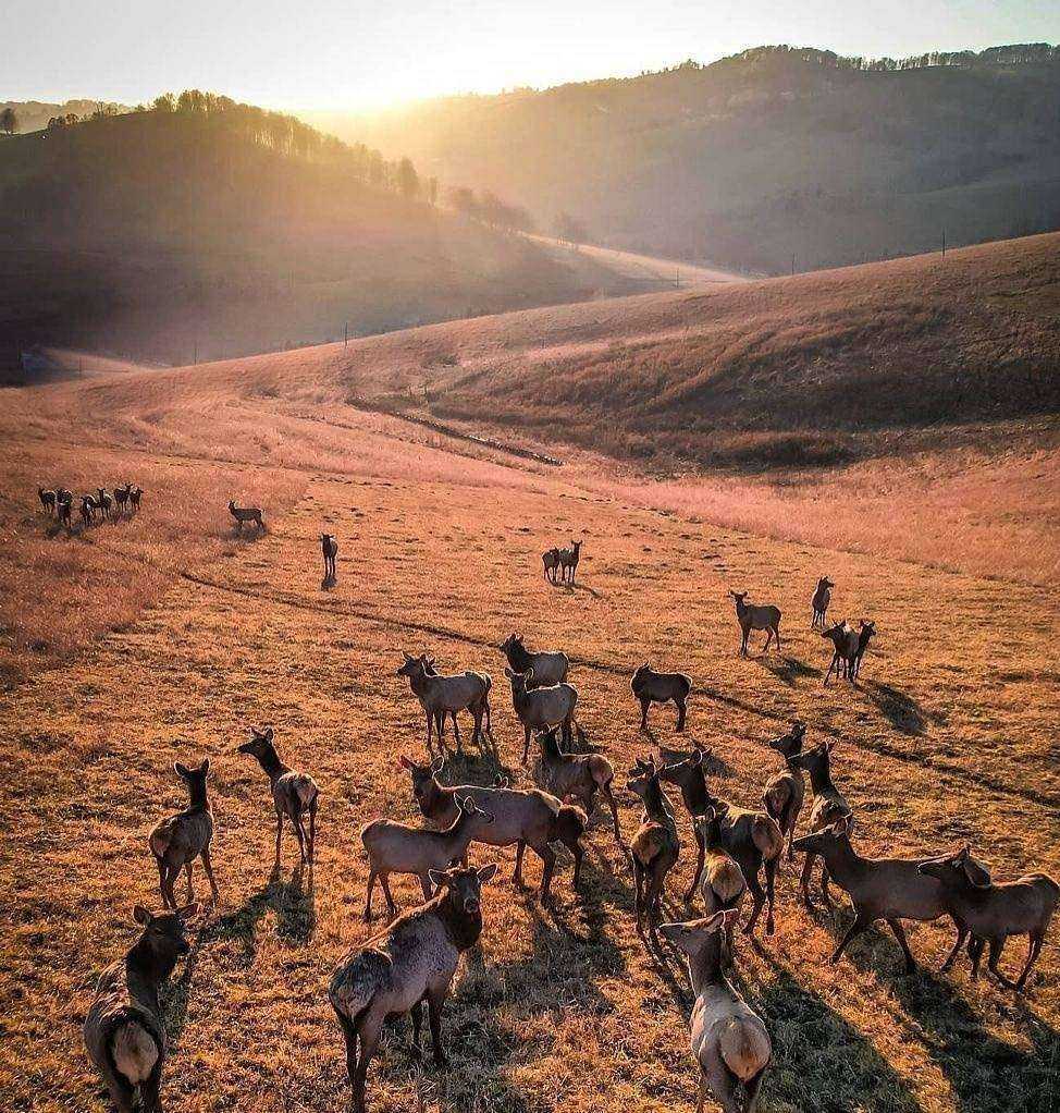 Отзывы на компанию Алтайский марал в Новосибирске c фото