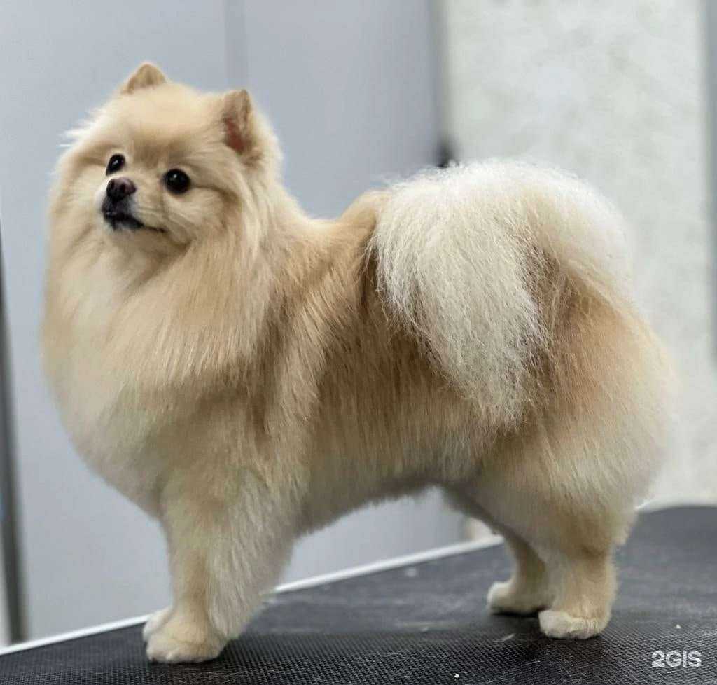 Отзывы на компанию Зоостиляга в г. Рязань c фото