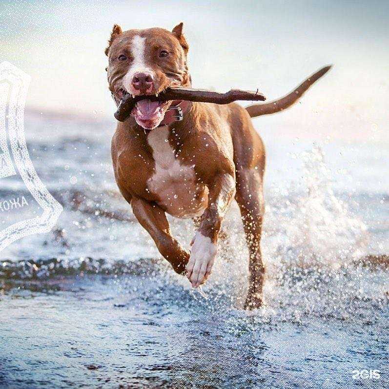 Отзывы на компанию Джим Бим в г. Псков c фото